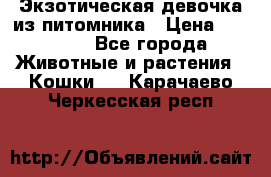 Экзотическая девочка из питомника › Цена ­ 25 000 - Все города Животные и растения » Кошки   . Карачаево-Черкесская респ.